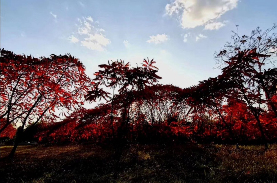 鞍山明达世纪花园怎么样,鞍山明达世纪花园四室