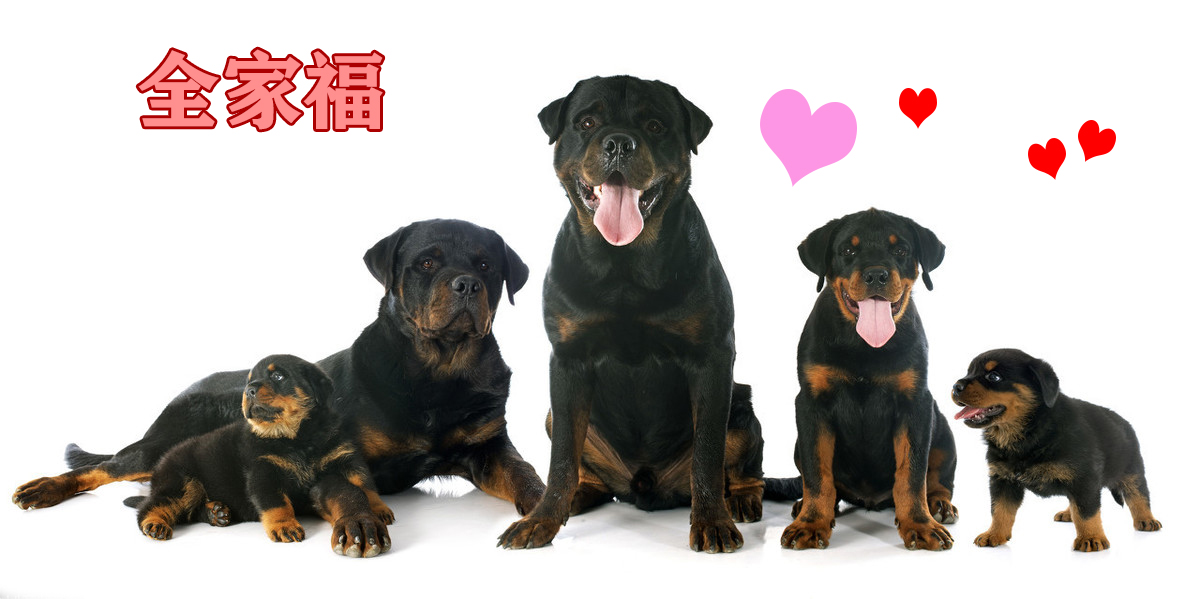 成年罗威纳犬多少钱一只纯种,罗威纳长嘴立耳是纯种的犬吗