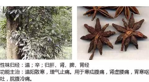 常用中草药名称大全图片及药效,常用中草药药效大全