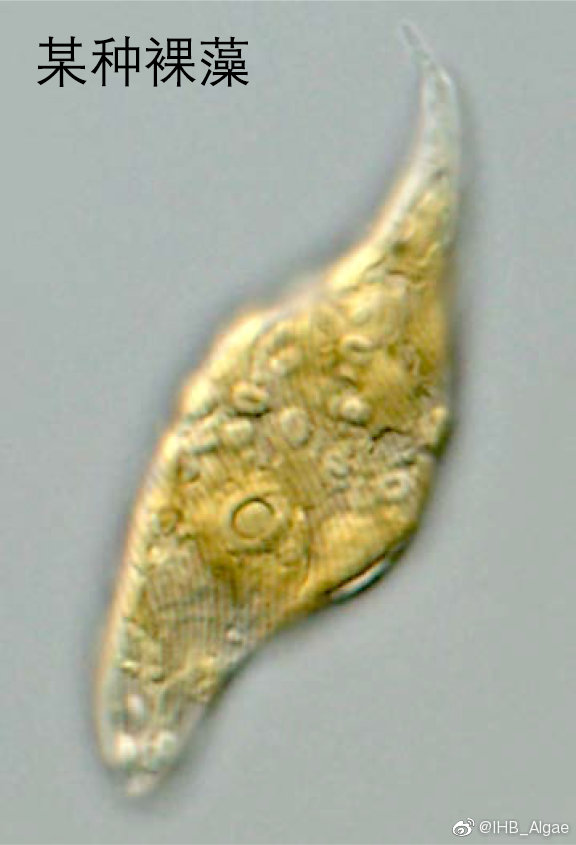 什么是藻类,什么是藻类菜