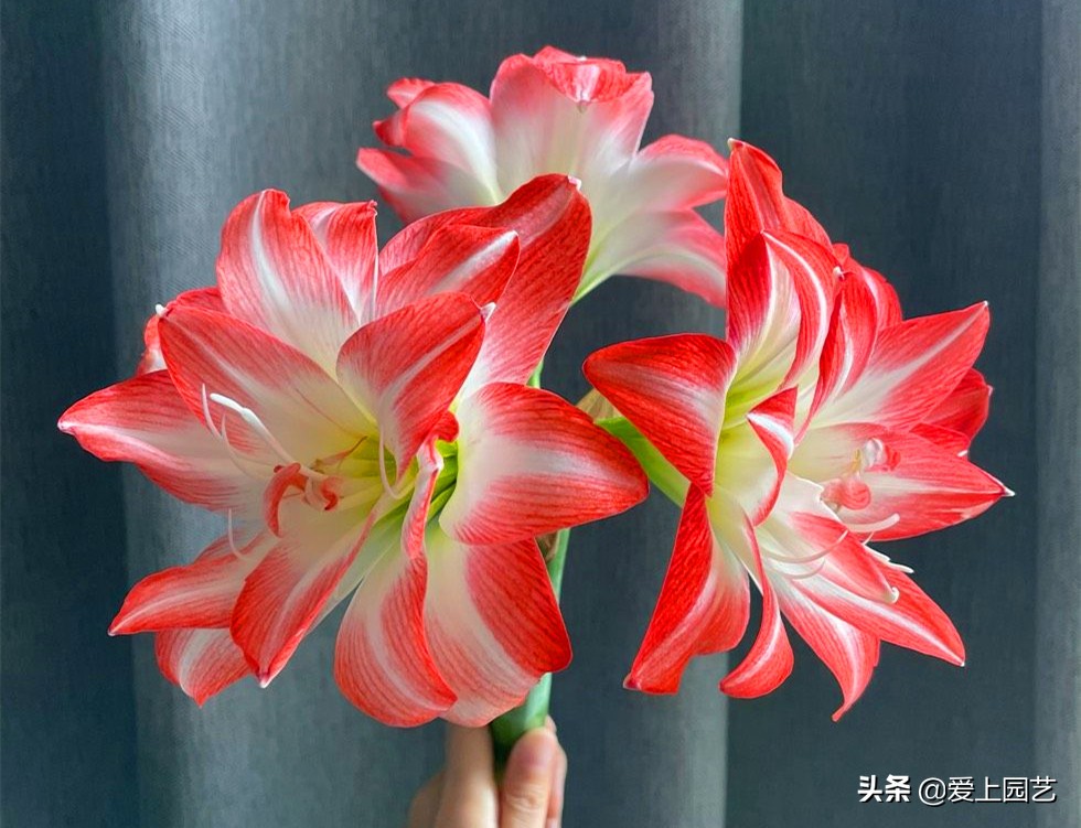 鏈遍《绾㈠井淇＄兢,鏈遍《绾㈢兢