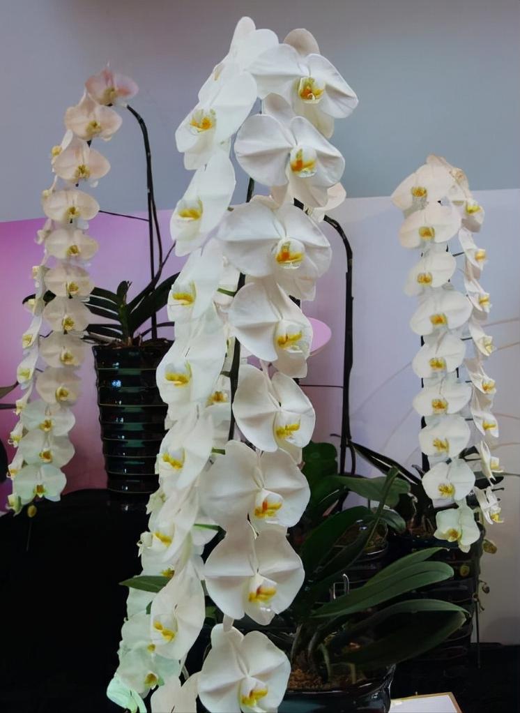 鍏拌姳绉嶇被鍥鹃壌,鐪嬭姦澶磋鲸鍏拌姳绉嶇被