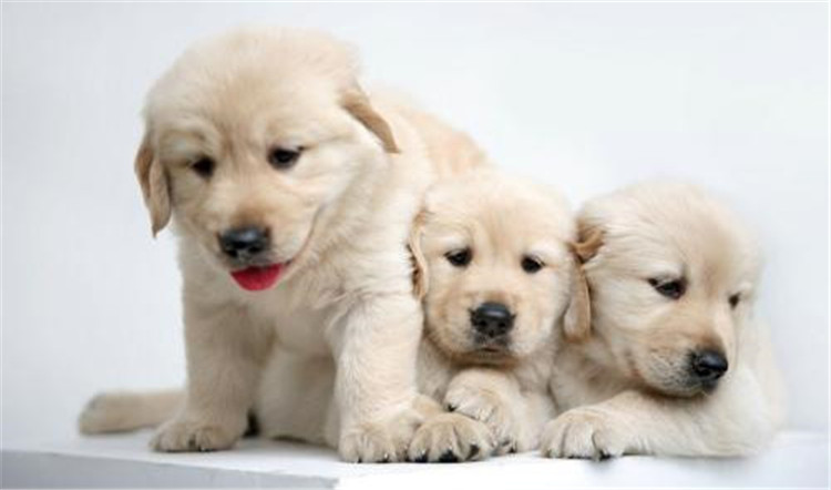 狗妈妈生了几天为什么总刨地,狗妈妈生了小狗要注意什么