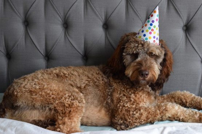 串串狗是什么犬种,串串狗到底是什么犬种