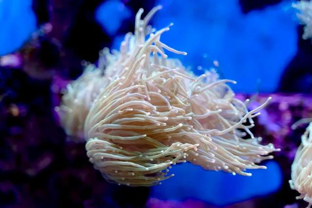 带你们看一下神奇的海底世界,高清60帧海底世界