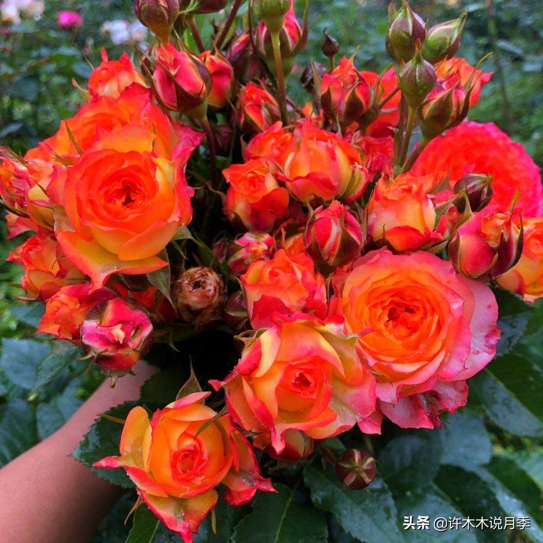 如何养月季花的技巧和施肥时间,月季怎么养开大花好看视频