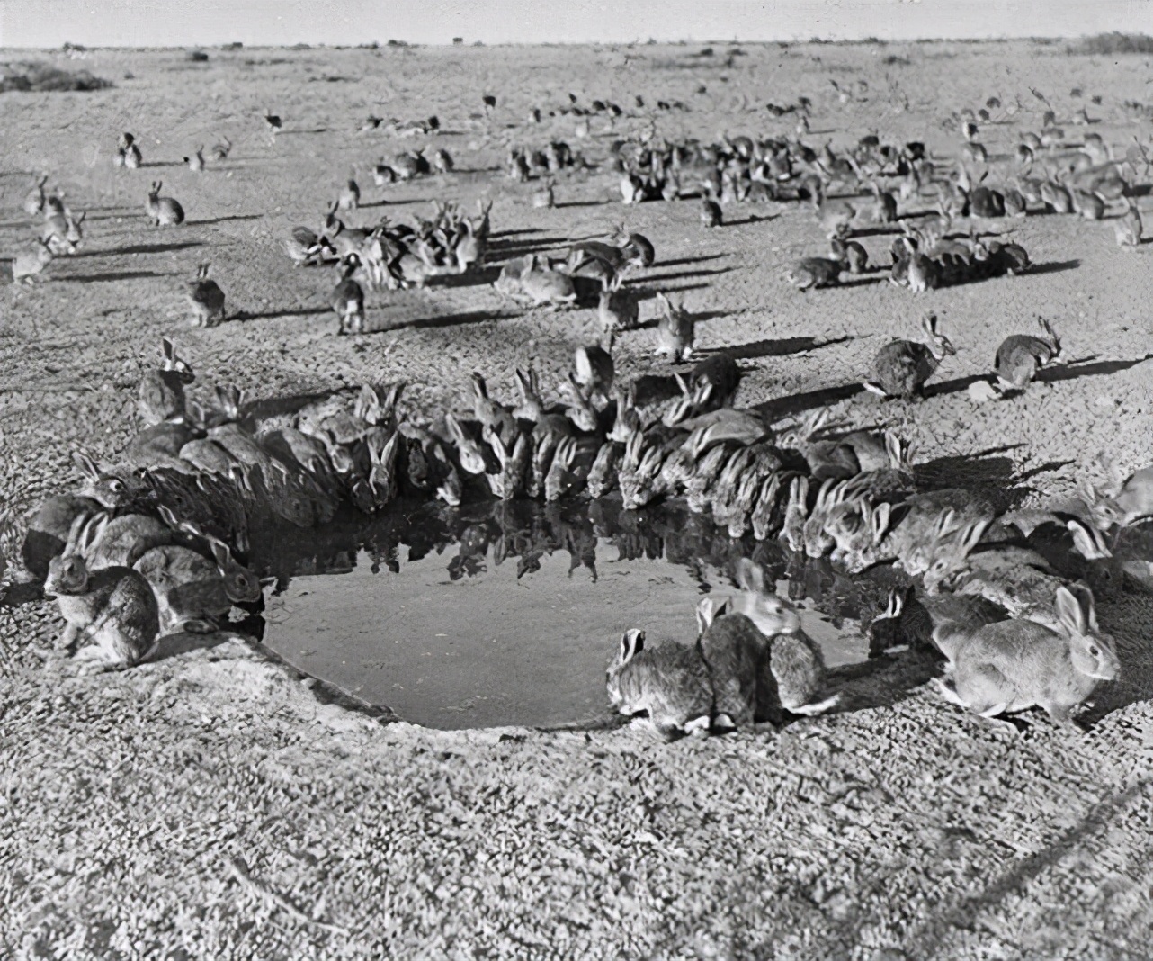 澳大利亚人兔大战,人兔大战澳大利亚