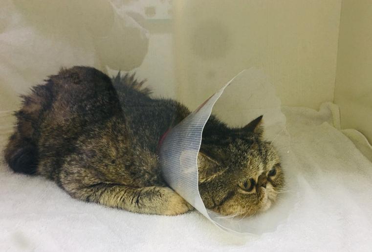 宠物医生收益,宠物医生有多挣钱