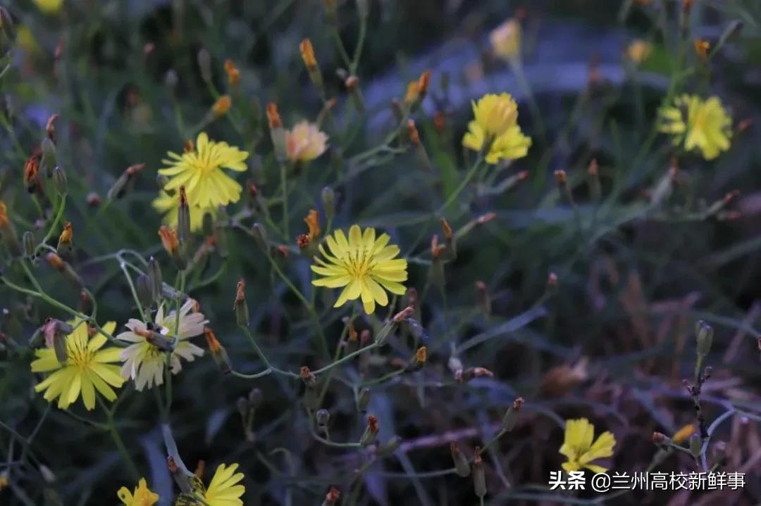 兰财校花,高校校花青春来袭你pick哪一款