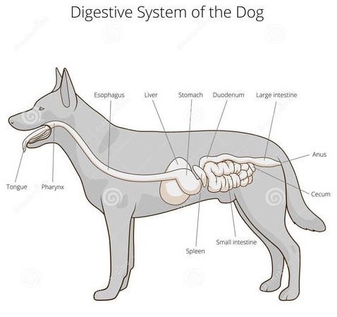 狗经常放屁是怎么回事,狗总是放屁是什么原因