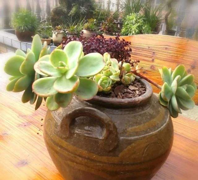 废弃水缸多肉植物造景,坛子种碗莲怎么种好看