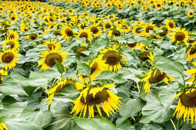 广东适合情侣旅游景点推荐,适合情侣旅游的广东景点