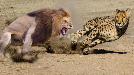 蜻蜓是捕猎成功率最高的猎手,捕捉猎物成功率最高的猫