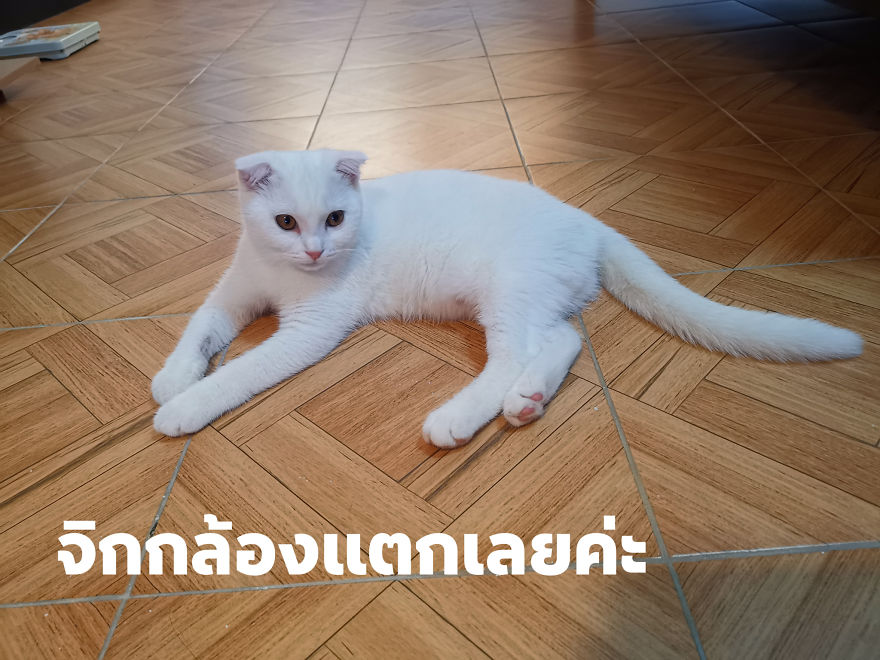 猫涂黄色的药像皮卡丘,泰国姜黄治疗猫皮肤病