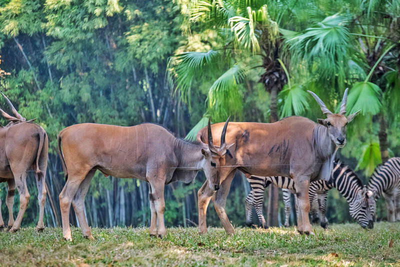广州长隆野生动物世界旅游攻略,长隆野生动物世界攻略2-3天广州游