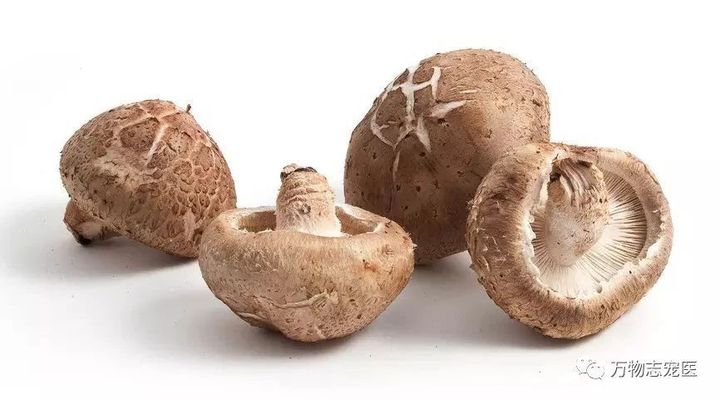 养鹦鹉注意事项和必备用品,养宠的危害