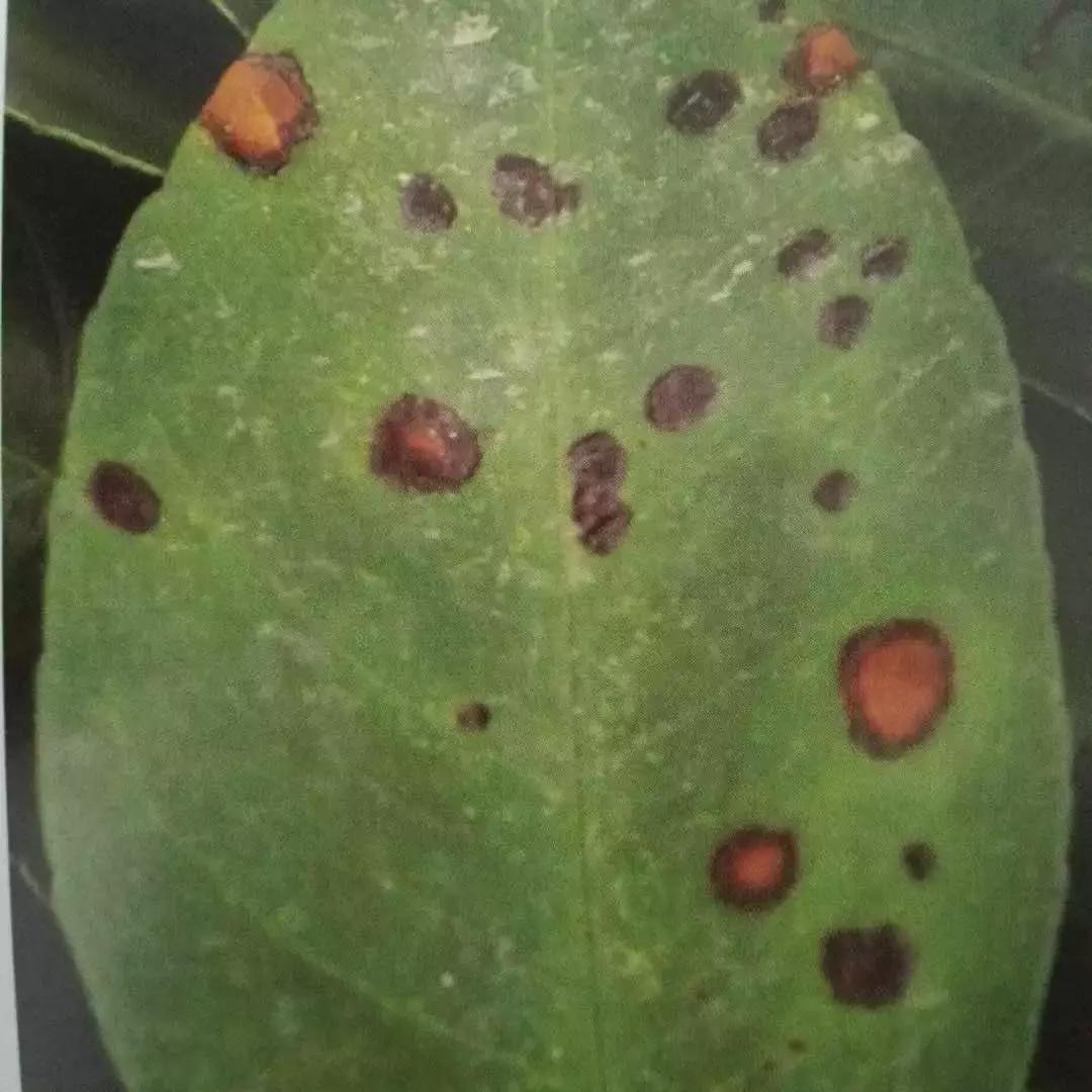 柑橘落果病害图谱大全,柑橘树的果树病害图谱