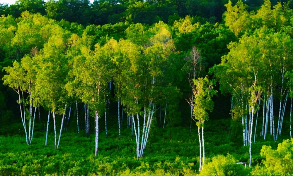世界上最硬的树木铁桦树,世界上最坚硬的木是什么木头