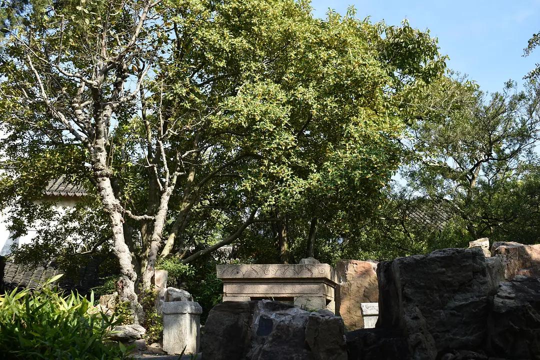 苏州城东北隅的赏桂佳处——耦园