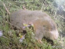 独门暗器——陇右地区那些你真没见过的捕杀鼢鼠的秘技