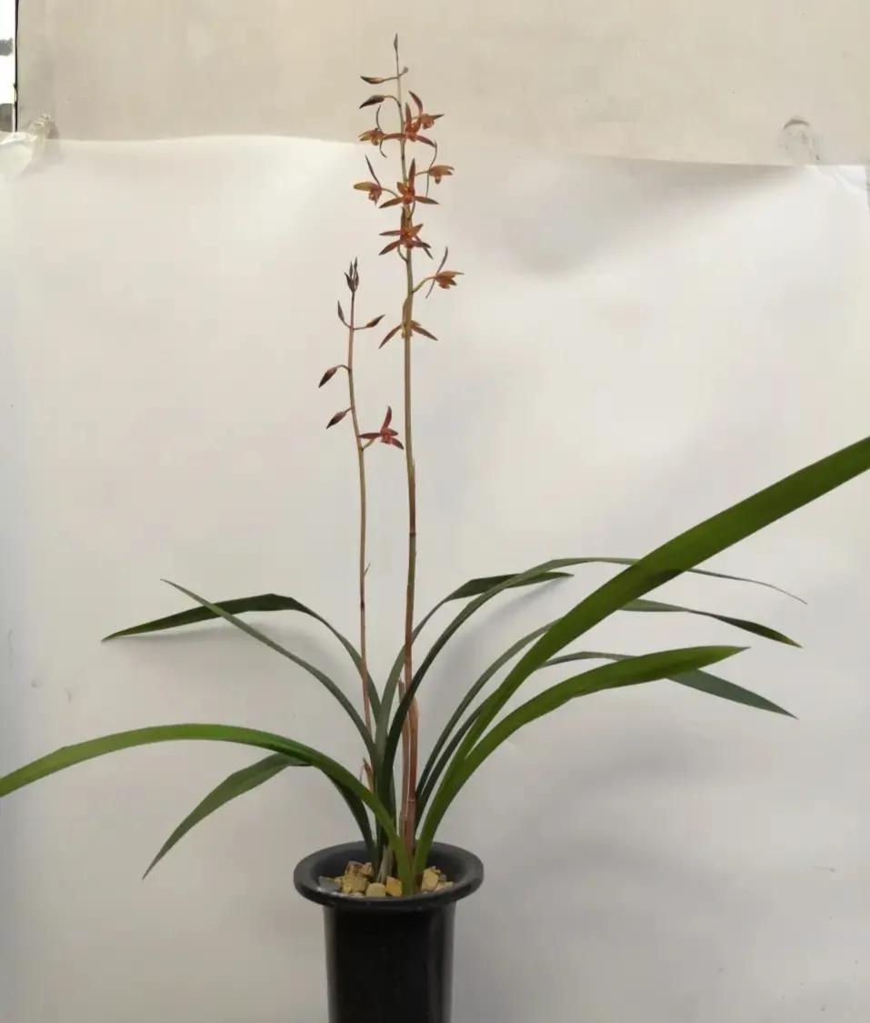 什么兰花最好养又香又好看,推荐几款香味俱全好养的兰花