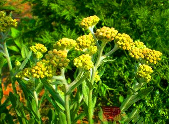 制作清明粿的野菜叫什么,清明节习俗做粿潮汕