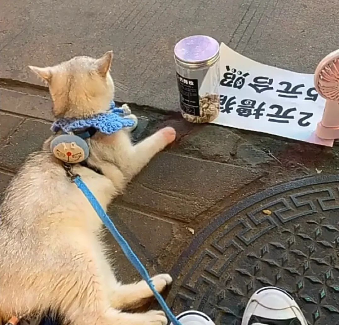 生活不易被迫营业的猫咪,猫咪独自在家铲屎官必做五件事