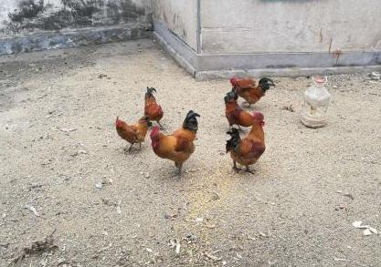 散养鸡如何节省玉米成本,散养土鸡喂玉米和稻谷哪个好