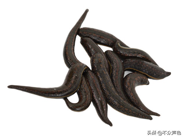 误吞蚂蝗后多久会有事,蚂蟥吸血吸饱了会自己掉下来么