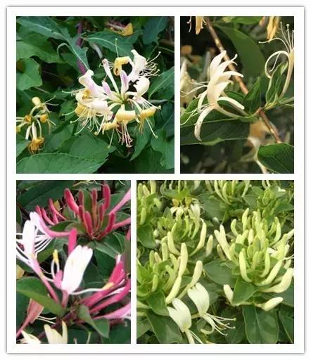 史上最全的花卉介绍，认识超过30种以上绝对是大神