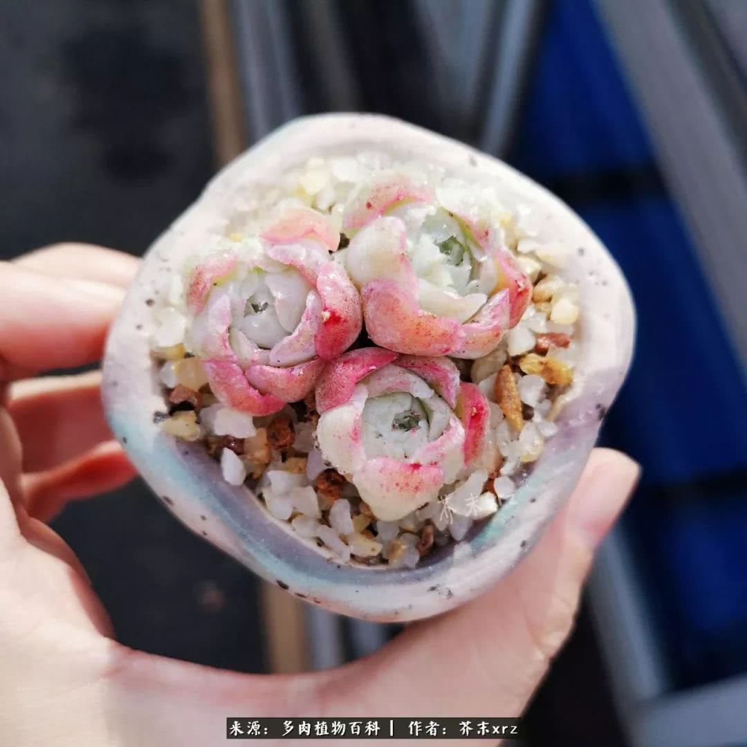 那个爱画多肉的小姑娘带着她的心头肉又来啦!