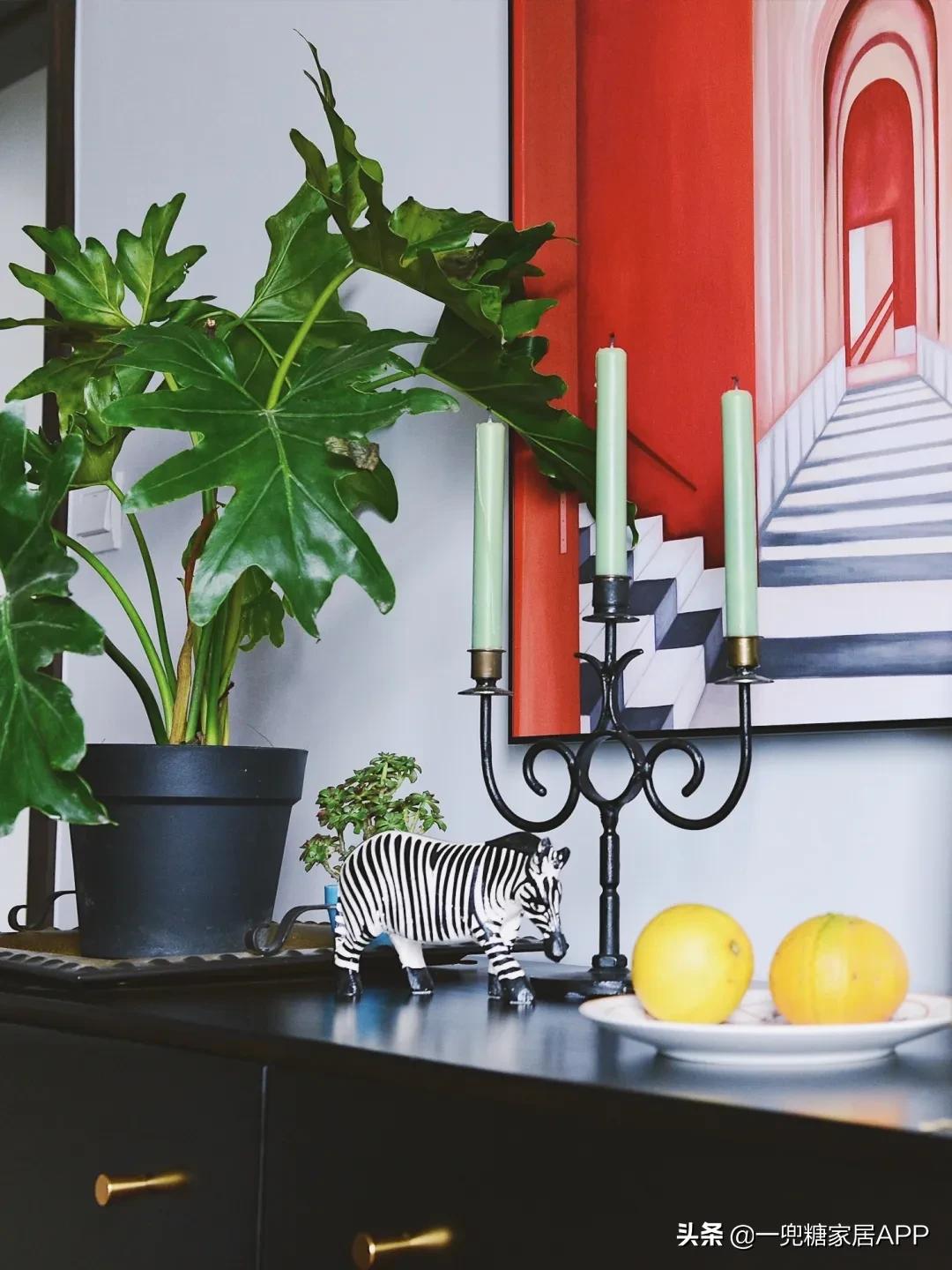 手残党绿植大全,给大家推荐几款超好养的绿植