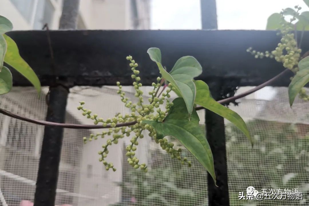 漫谈起源于中国的蔬菜