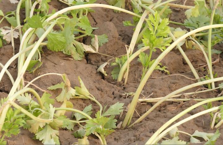 芹菜怎么才能长得好产量高,芹菜产量上不去怎么回事