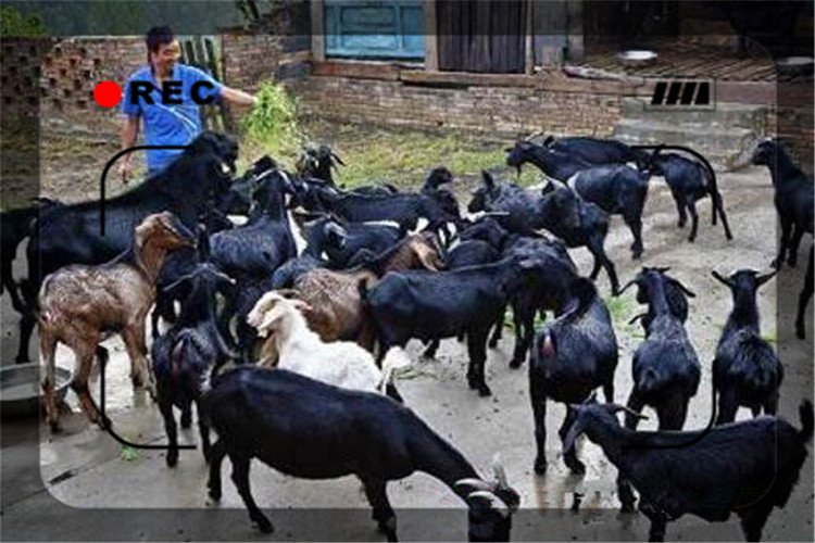 一天收入500的生意,农村小伙一天500元做什么生意好