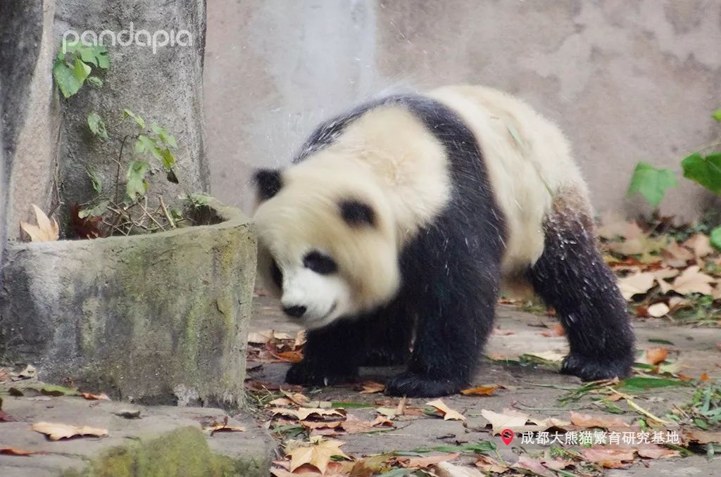 原来大熊猫也喜欢游泳,大熊猫们集体洗澡