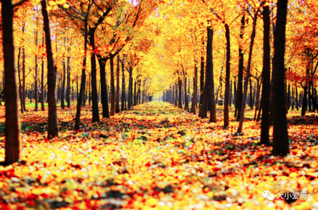 北京红螺寺银杏最佳观赏时间,北京赏银杏景区有哪些