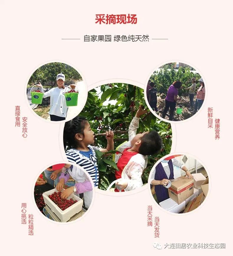大连樱桃和其他产区樱桃口感区别,山东樱桃和大连樱桃哪个好