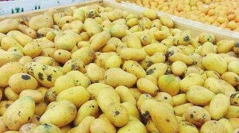 挑选芒果的几个技巧澳芒,芒果的挑选