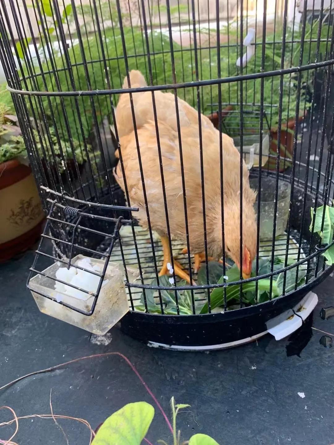 上海吃毛鸡蛋,吃毛蛋吃出活鸡