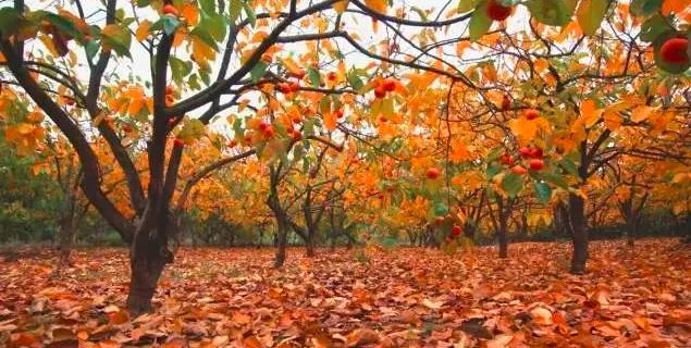 广西是一个环境优美的地方,广西是一个非常有意思的地方