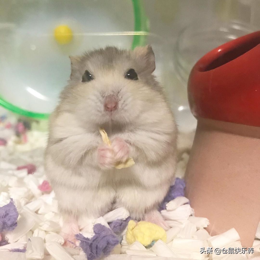 仓鼠被关在防御间了,仓鼠被关进笼子里