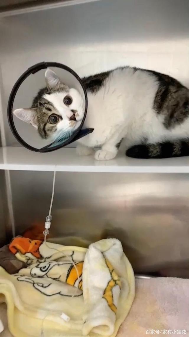 猫咪不小心跑出阳台坠楼,狸花猫坠楼站不稳获救