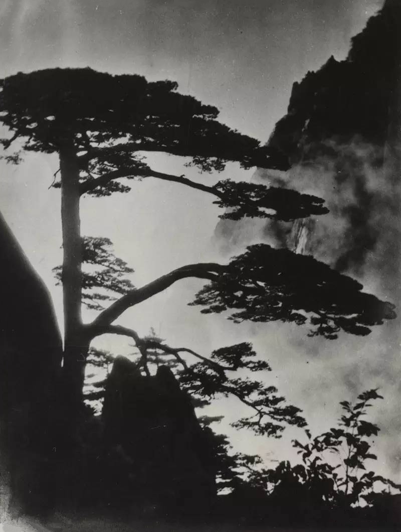 贵宾迎客松的真假辨别方法,黄山迎客松真假