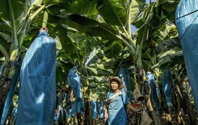 缅北香蕉地,10000亩香蕉地的收益