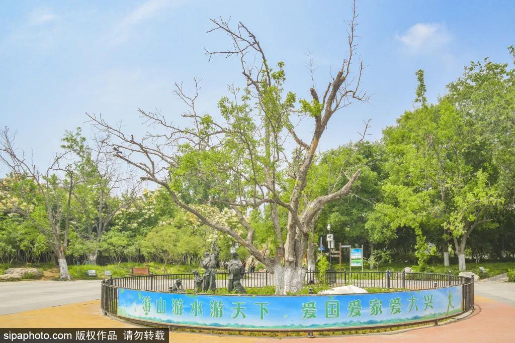 紫色花海免费版,紫色花海免费