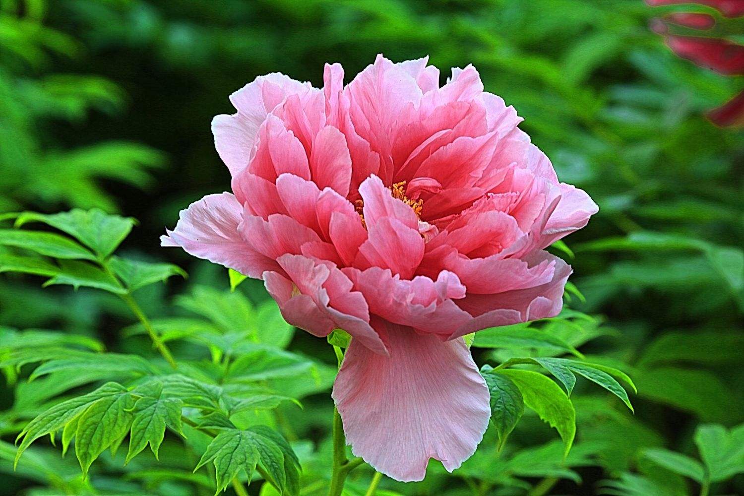 回忆鲁迅先生教案简案,回忆鲁迅先生优秀教案两课时