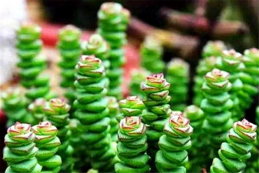 多肉钱串怎么养成老桩,钱串多肉老桩