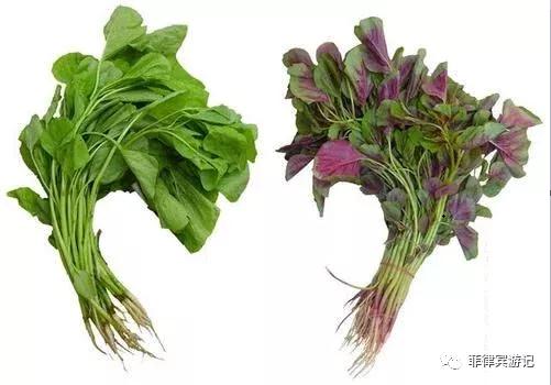 菲律宾青菜价格表,菲律宾蔬菜为什么那么贵