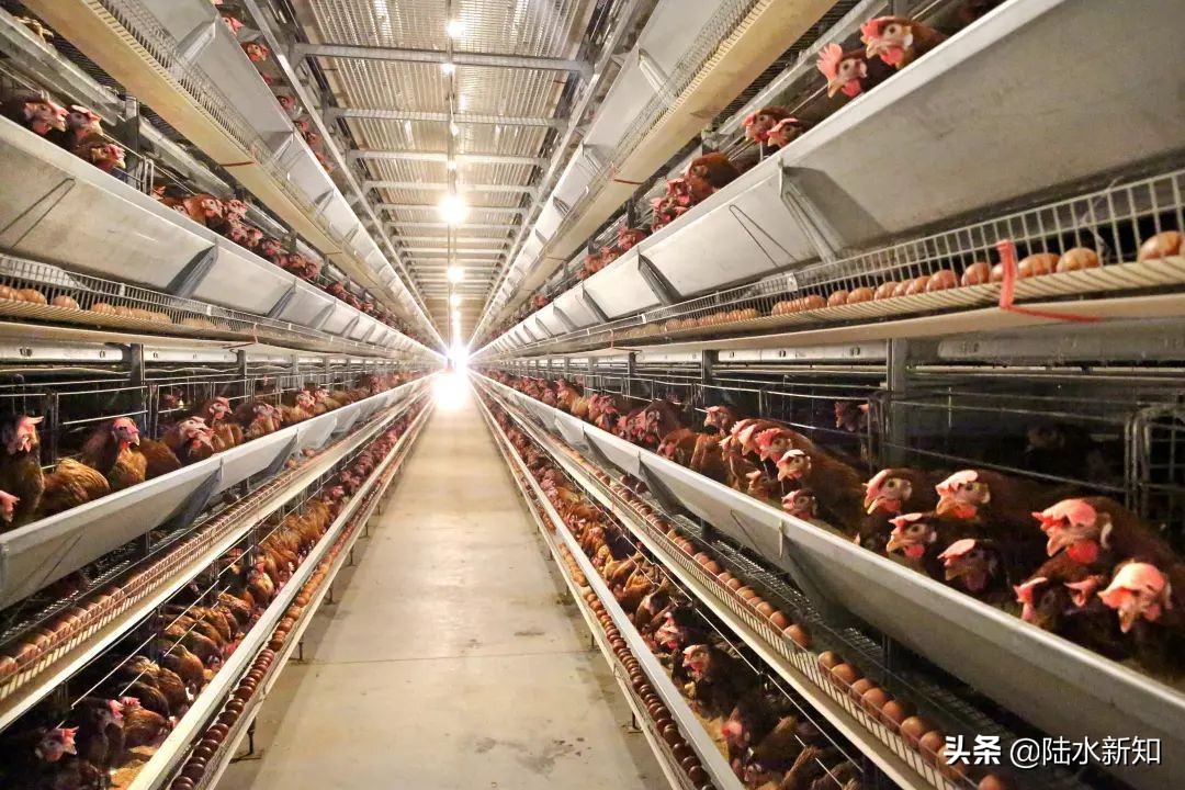 拼多多农村电商趋势分析,马云预言未来的20年农村6大机遇